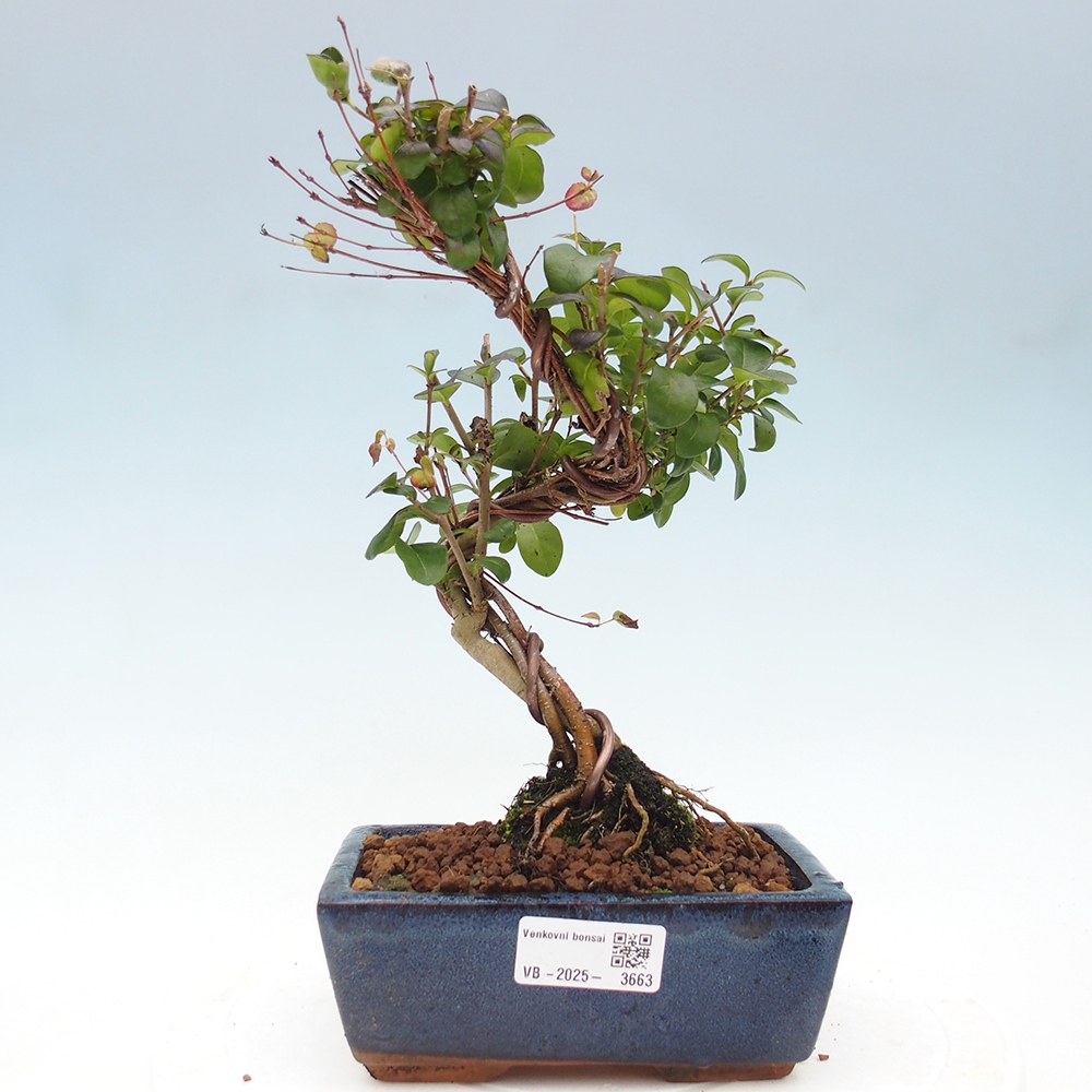 Freilandbonsai - Ligustrum vulgare - Vogelperspektive