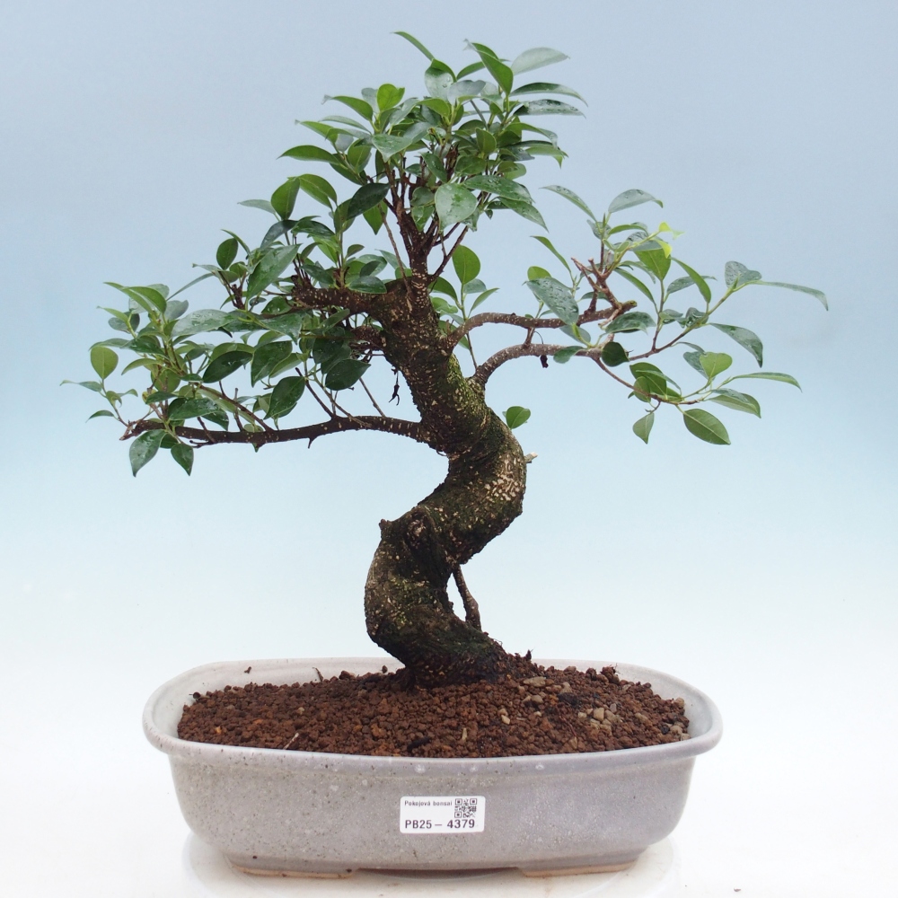 Zimmerbonsai - Ficus retusa - Kleinblättriger Ficus
