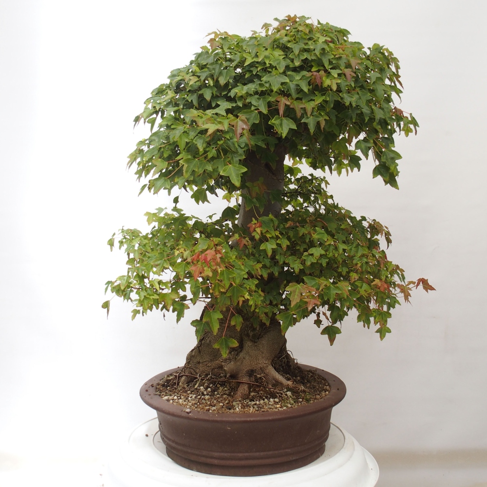 Bonsai im Freien - Ahorn Buergerianum - Burger Maple