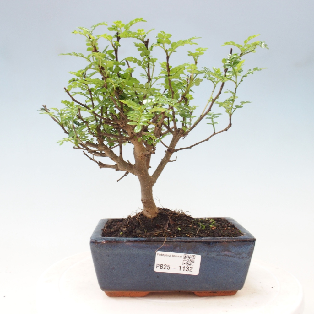 Indoor-Bonsai - Zantoxylum piperitum - Pfefferminze