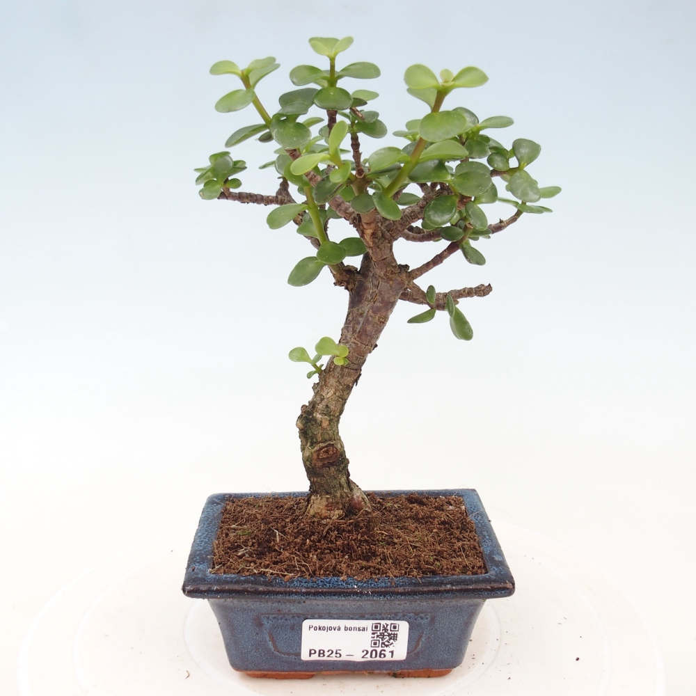 Zimmerbonsai - Portulakaria Afra - Tlustice