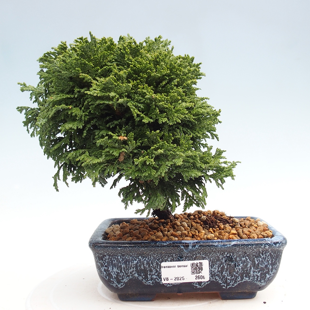 Bonsai im Freien - Cham.pis Parslori - Zypresse