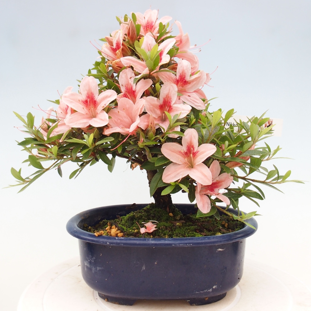 Bonsai im Freien - Japanische Azalee - Azalea Nikko
