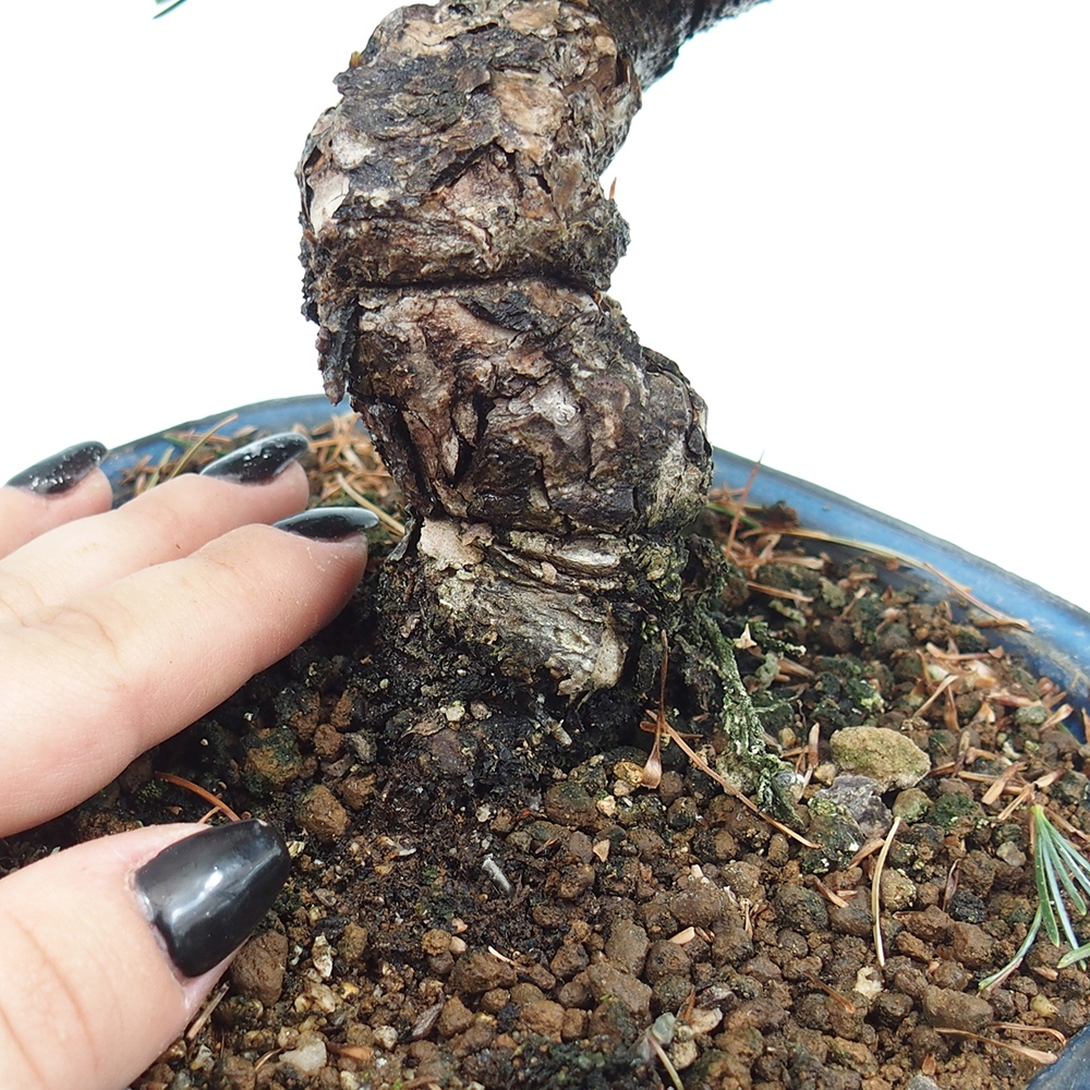 Bonsai im Freien - Pinus parviflora - kleine Kiefer