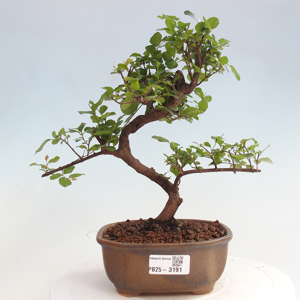 Zimmerbonsai - Sagerécie thea - Sagerécie thea