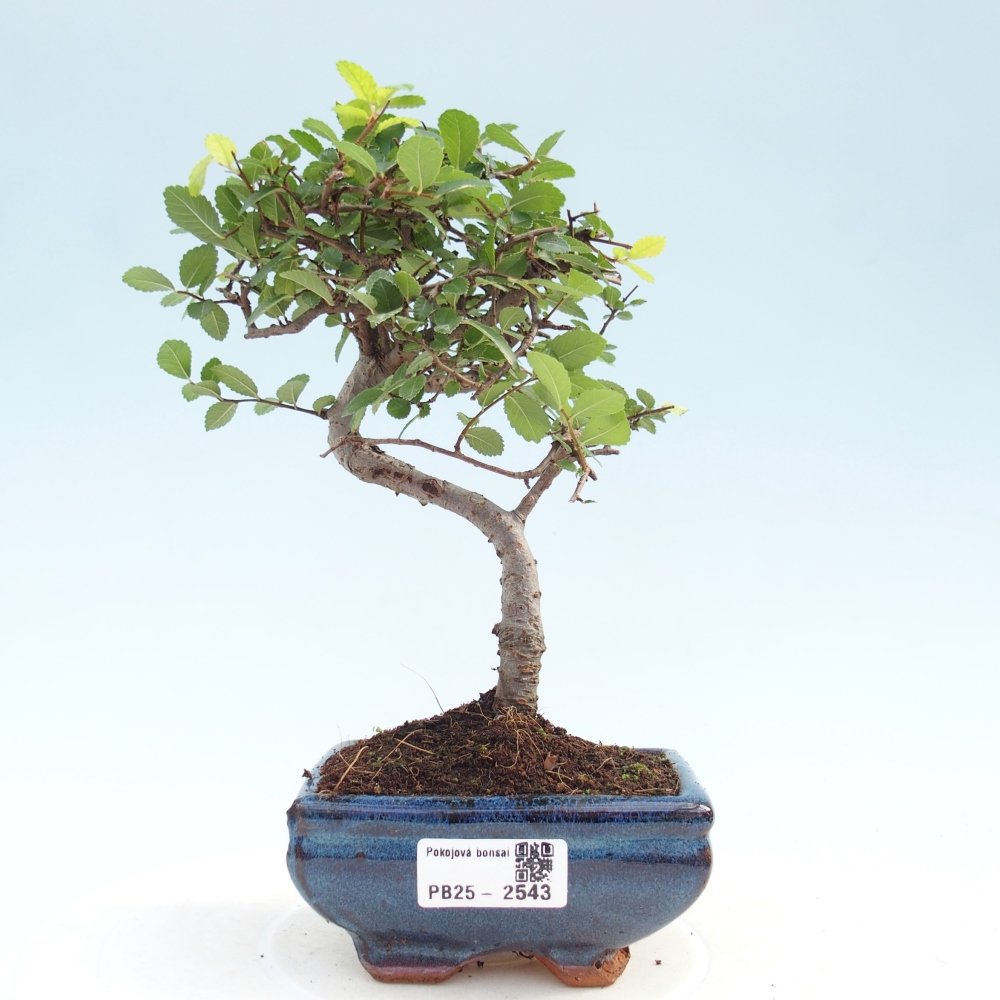 Indoor Bonsai - Ulmus parvifolia - Kleine Blattulme