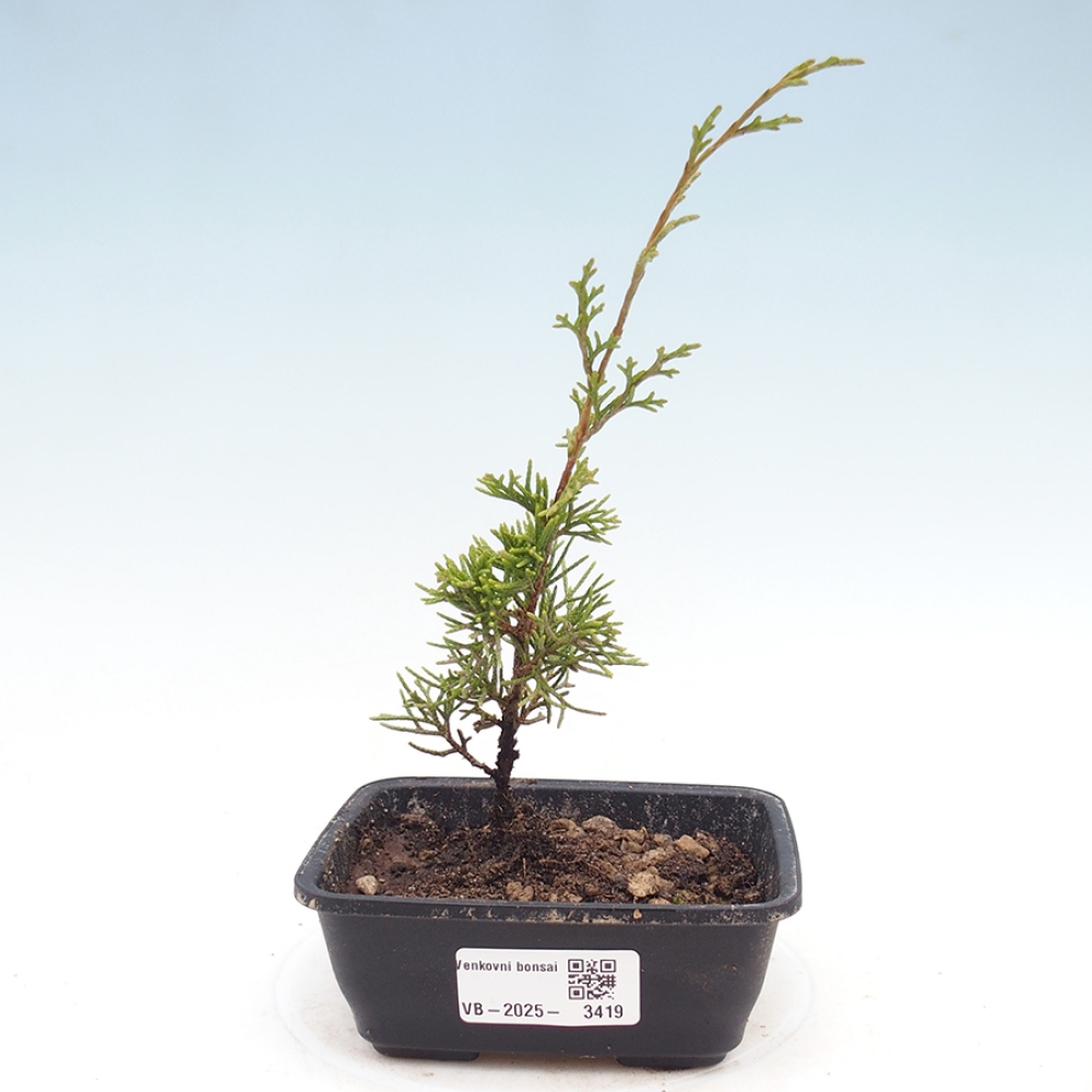Bonsai für draußen - Juniperus chinensis Itoigawa