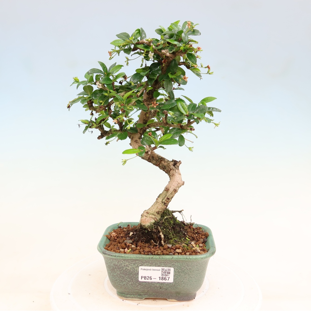 Zimmer-Bonsai - Carmona macrophylla - Tee-Fuki