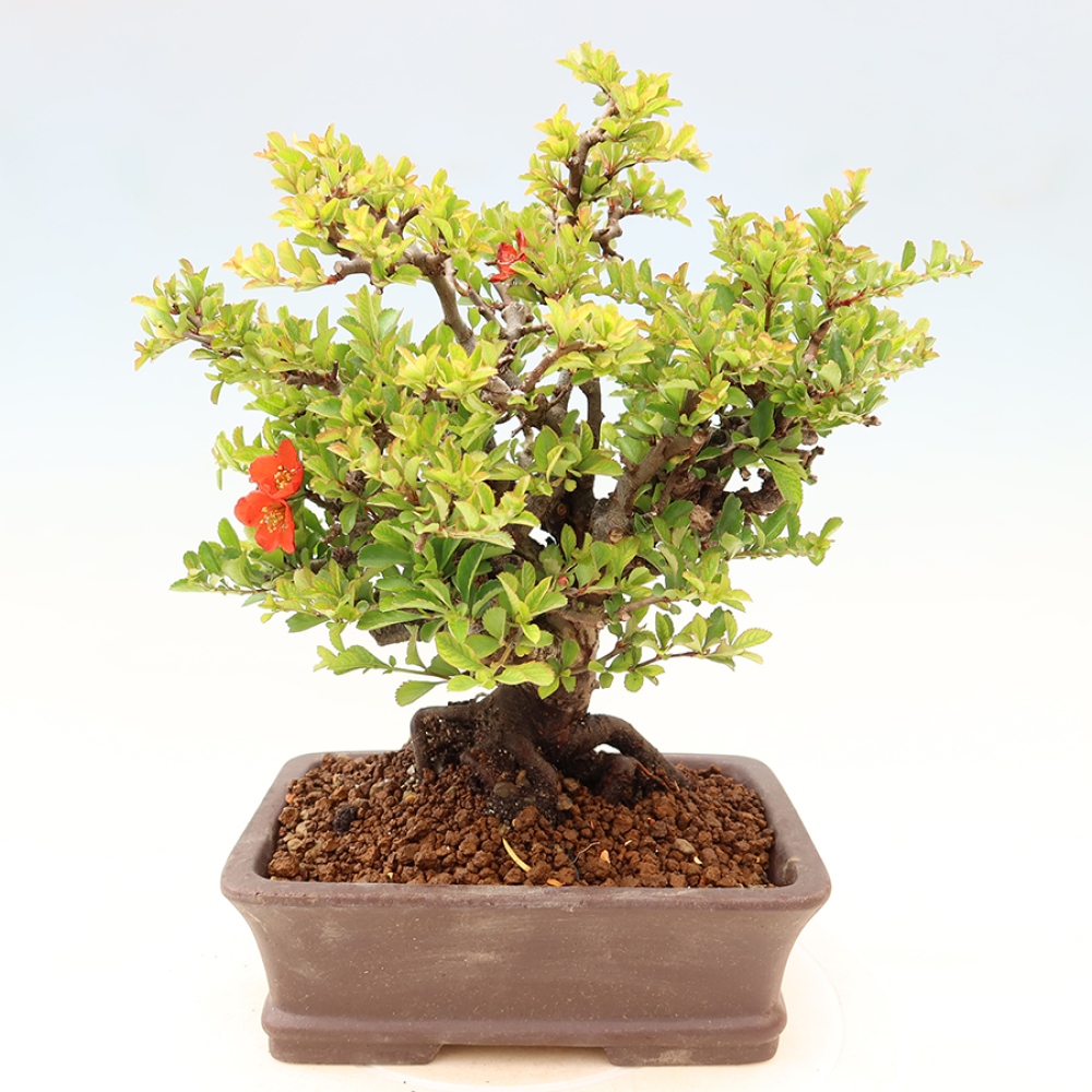 Bonsai für draußen - Chaneomeles speciosa Chojubai