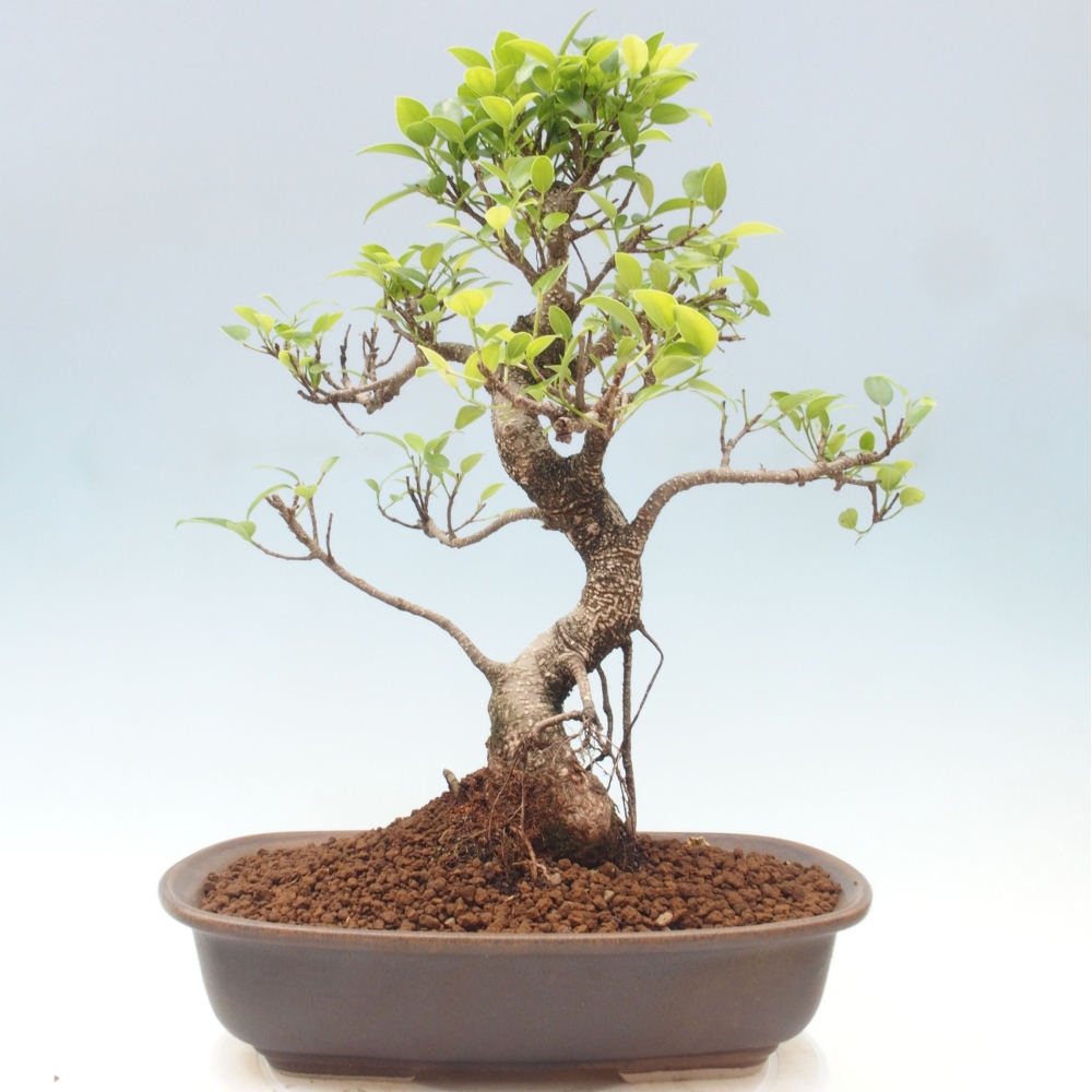 Zimmerbonsai - Ficus kimmen - kleinblättriger Ficus