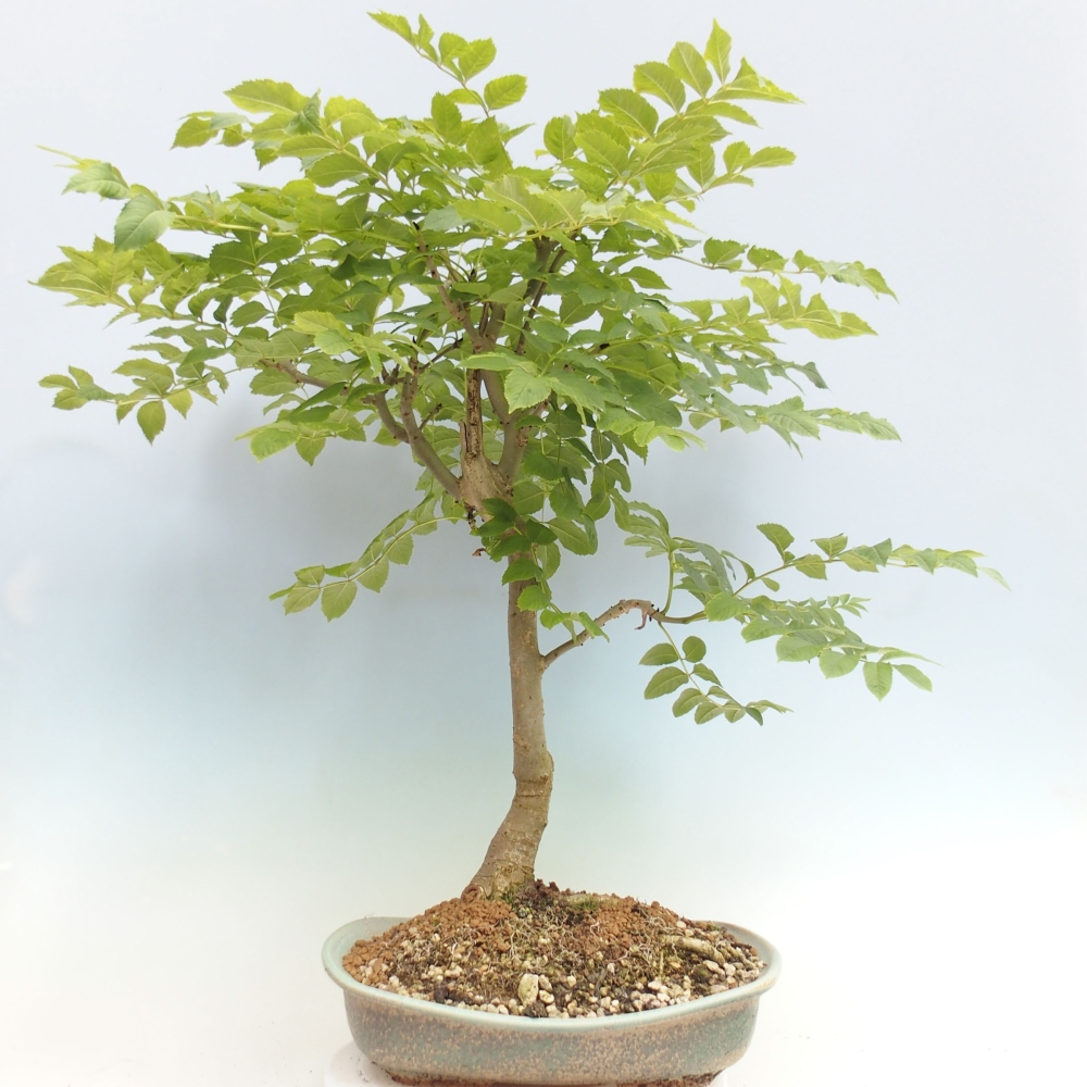 Outdoor-Bonsai - Fraxinus - Esche