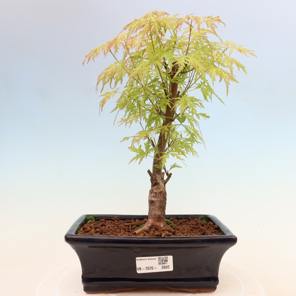 Bonsai für draußen - Acer palmatum Dissectum
