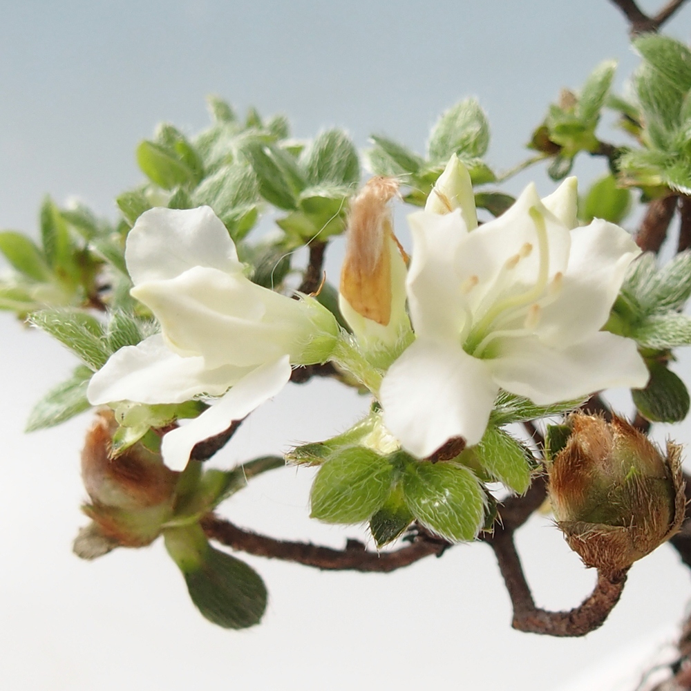 Outdoor-Bonsai - Rododendron indicum - Japanische Azalee