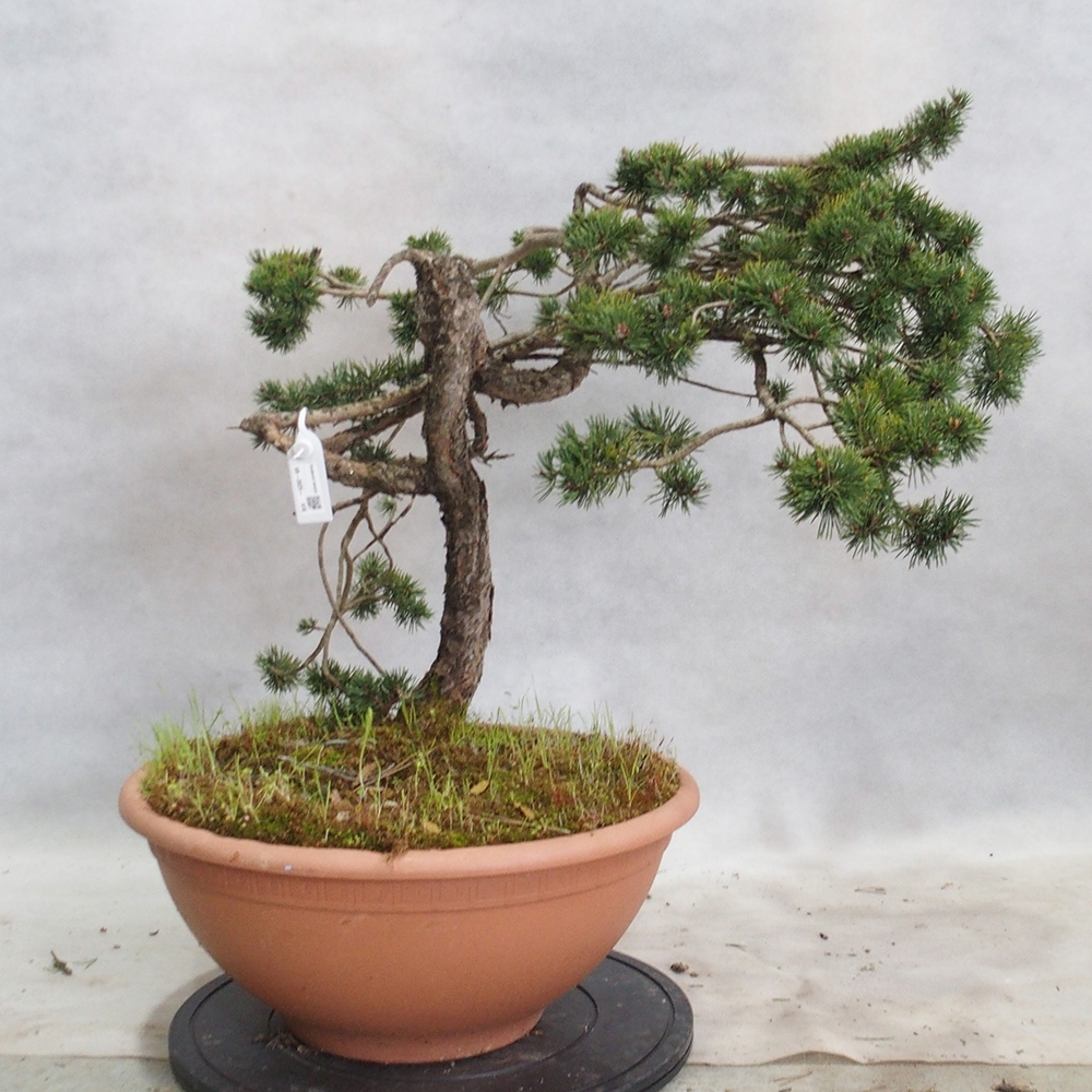 Yamadori - Pinus sylvestris 