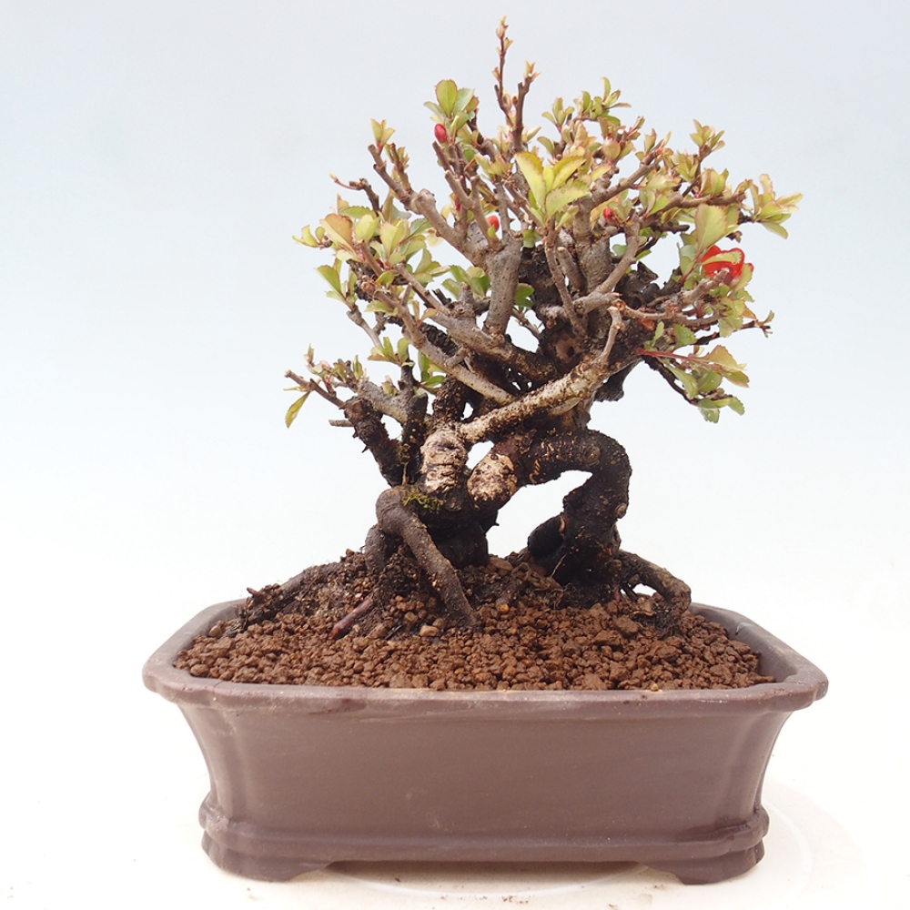 Bonsai für draußen - Chaneomeles speciosa - Quitte