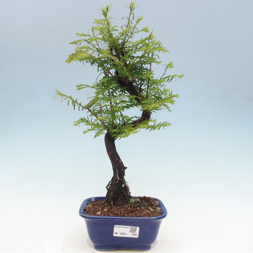 Bonsai im Freien - Metasequoia glyptostroboides - Chinesischer Metasequoia