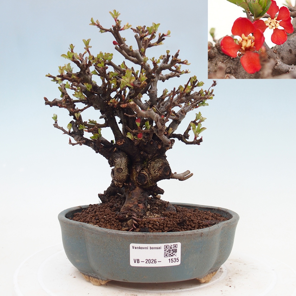 Bonsai für draußen - Chaneomeles speciosa - Quitte