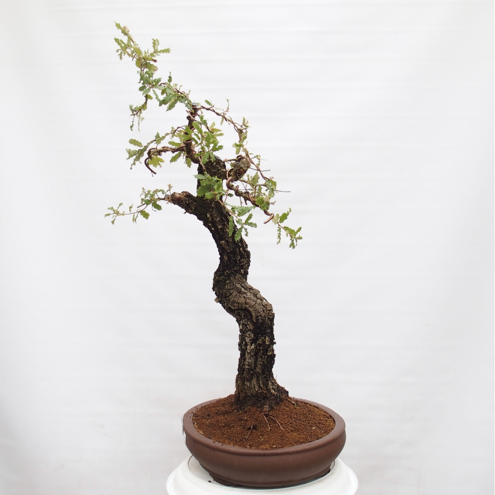 Yamadori - Quercus Ilex - Steineiche