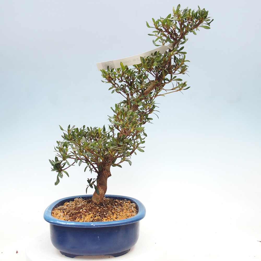 Bonsai für draußen - Japanische Azalee - Azalee CHIHIRO