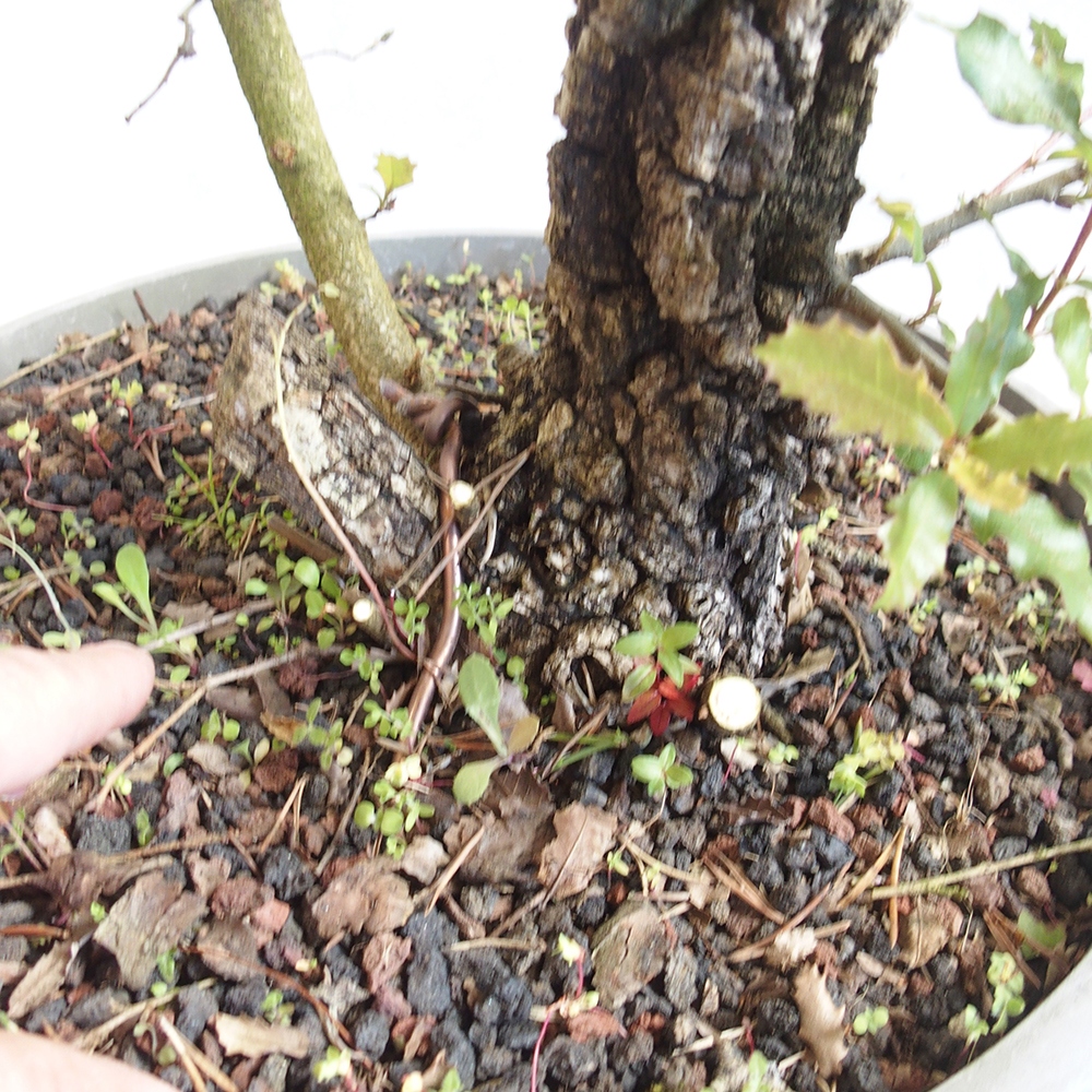 Freilandbonsai Quercus Cerris - Eiche Cer