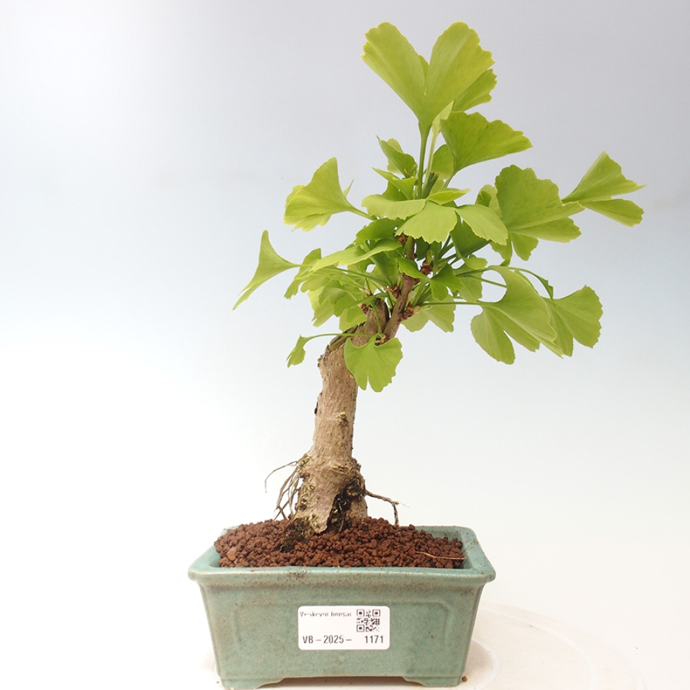 Bonsai im Freien - Ginkgo biloba - Ginkgo biloba
