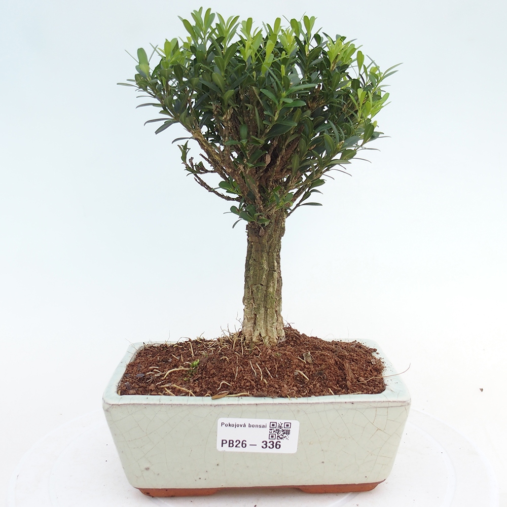 Zimmer Bonsai - Buxus harlandii - Korkbuxus