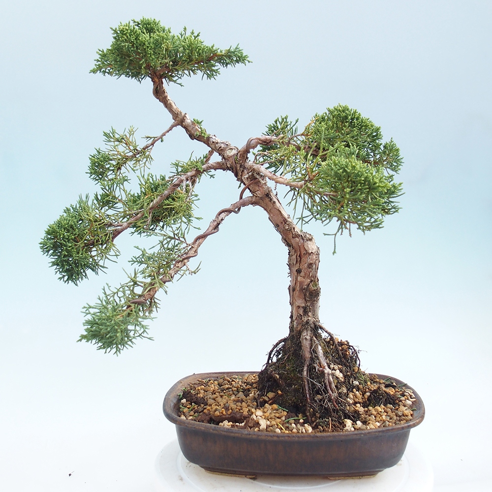 Outdoor-Bonsai - Juniperus chinensis Kishu - Chinesischer Wacholder