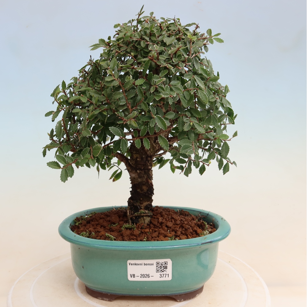 Bonsai für draußen - Zelkova - Zelkova NIRE
