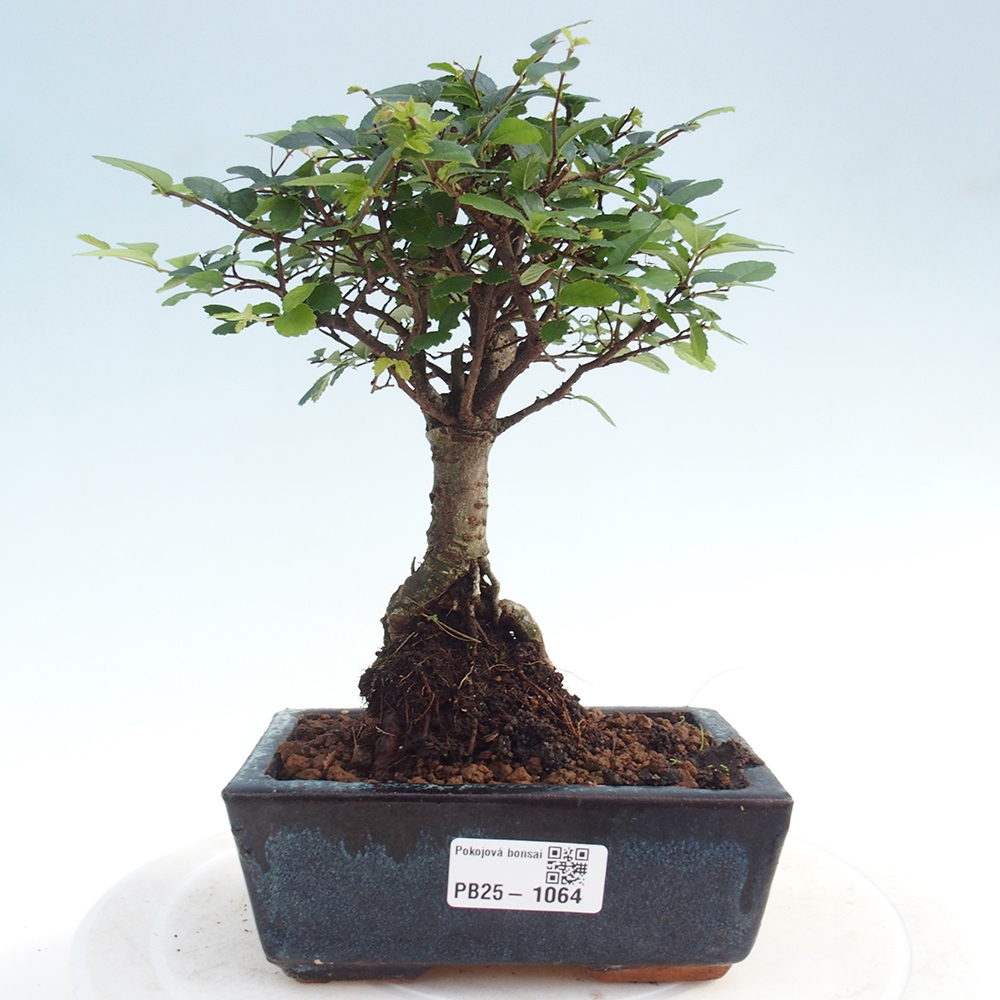 Zimmerbonsai - Ulmus parvifolia - Kleinblättrige Ulme