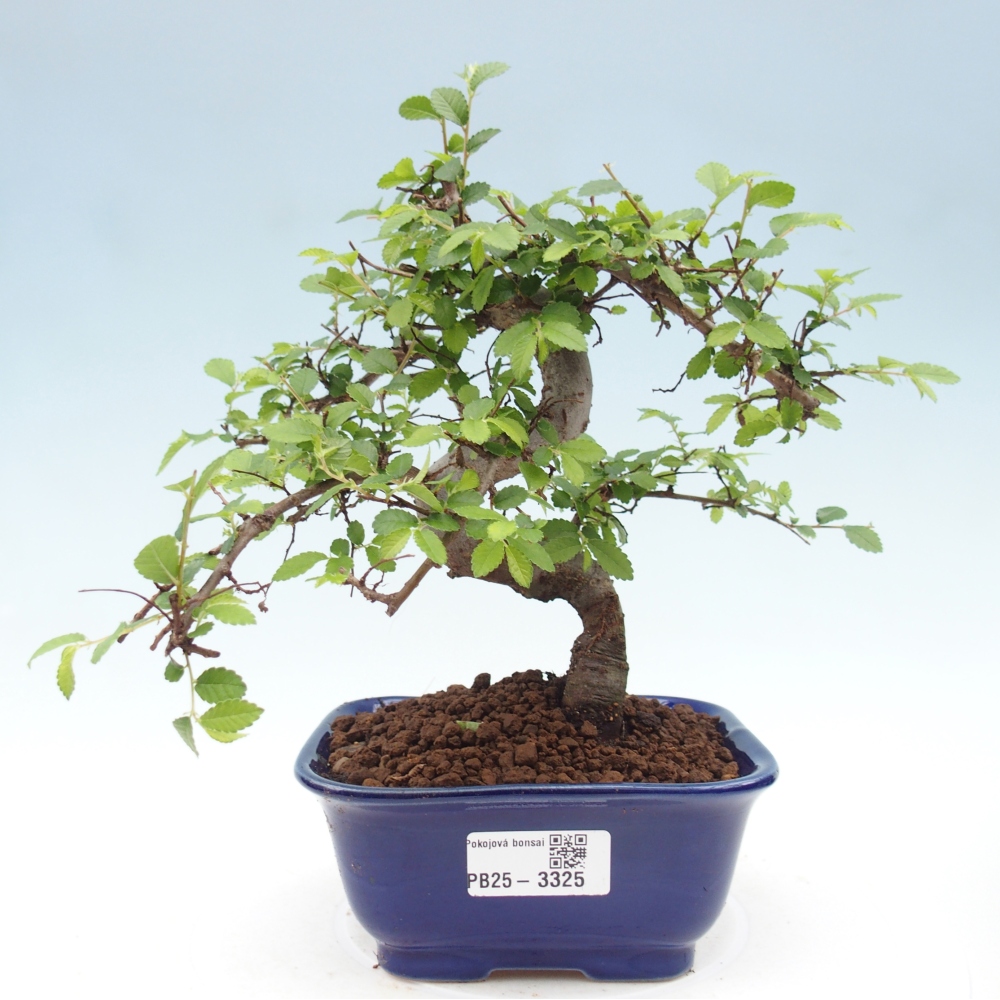 Zimmerbonsai - Ulmus parvifolia - Kleinblättrige Ulme