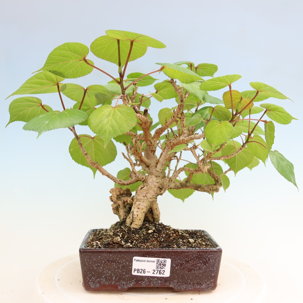 Zimmerbonsai - Hibiscus tiliaceus - Meeres-Hibiskus