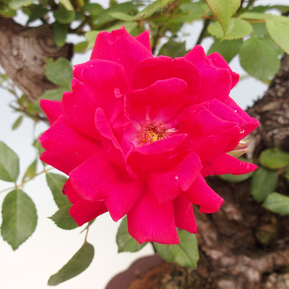 Freilandbonsai - Rosa Kordes -  Rose