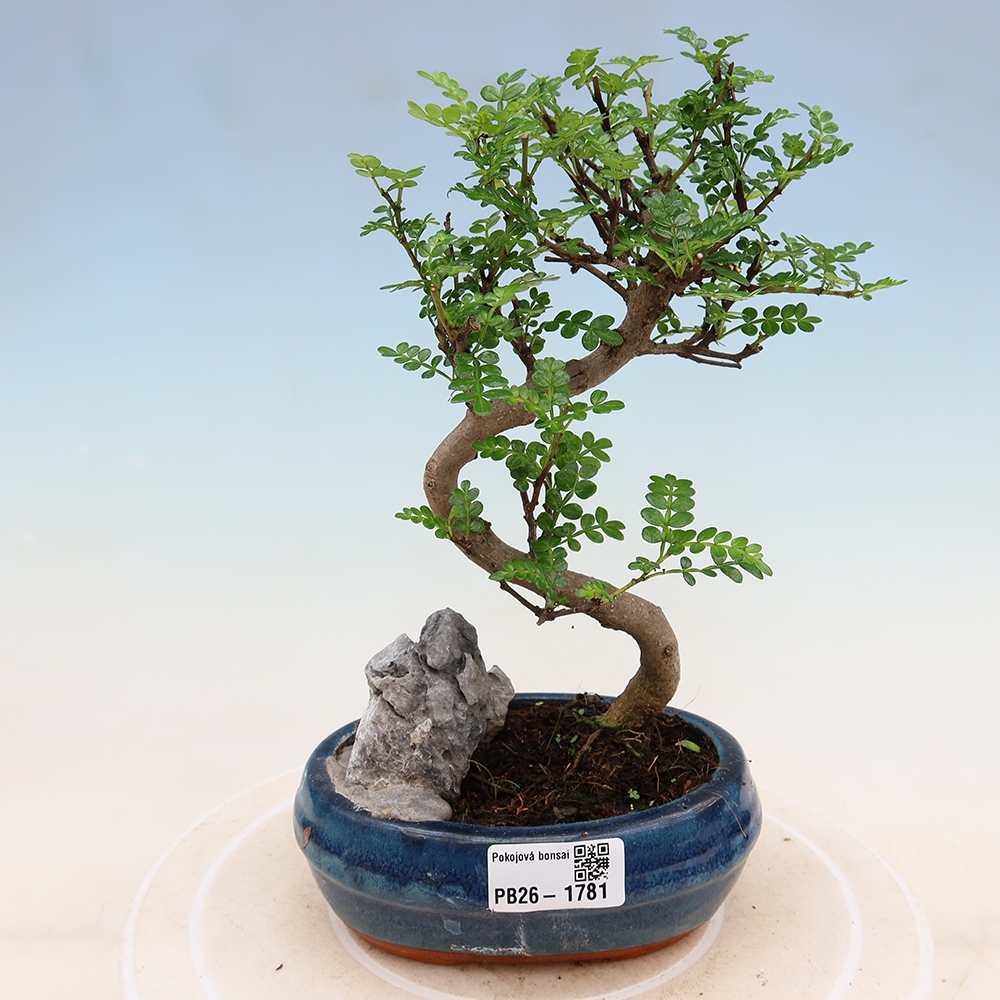Zimmer Bonsai - Zantoxylum piperitum - Pfefferbaum