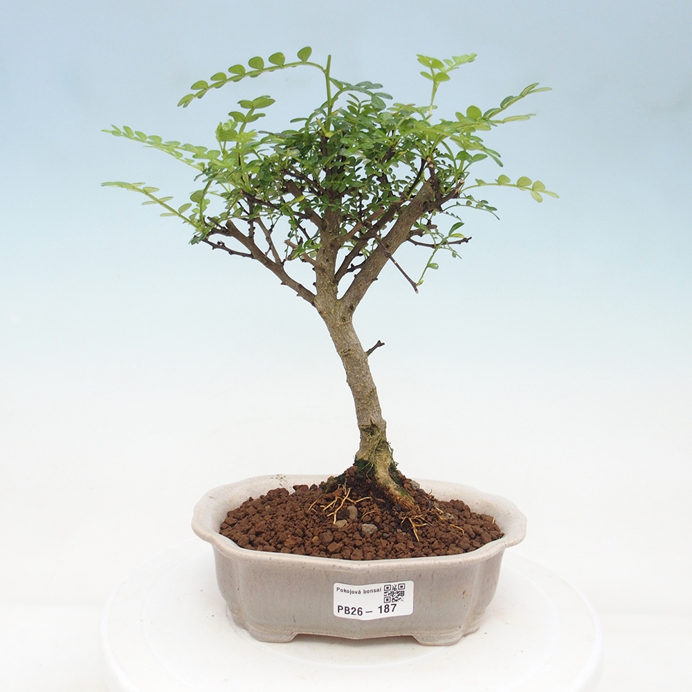 Zimmer Bonsai - Zantoxylum piperitum - Pfefferbaum