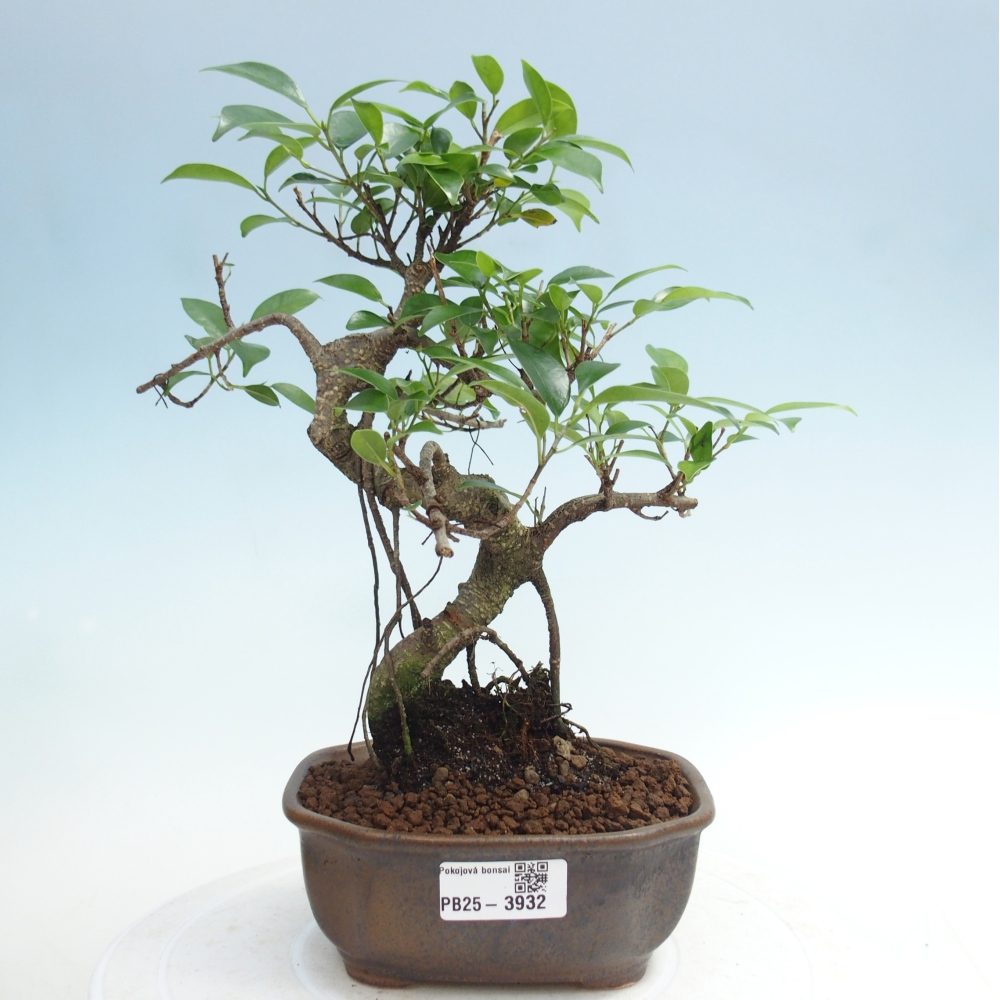 Zimmerbonsai - Ficus retusa - Kleinblättriger Ficus