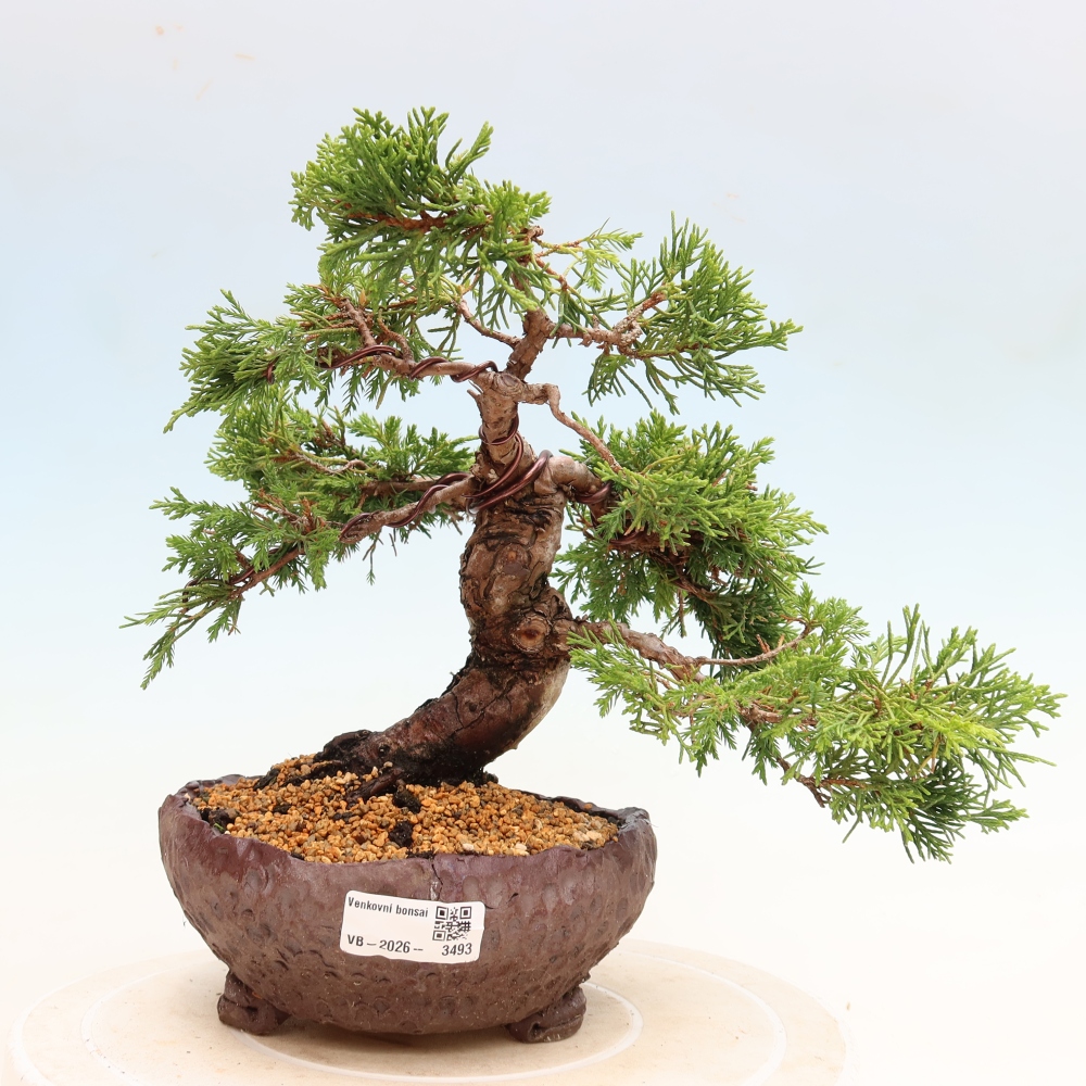 Bonsai für draußen - Juniperus chinensis Itoigawa-Juniperus chinensis