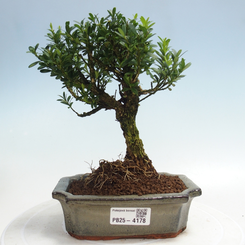 Zimmer Bonsai - Buxus harlandii - Korkbuxus