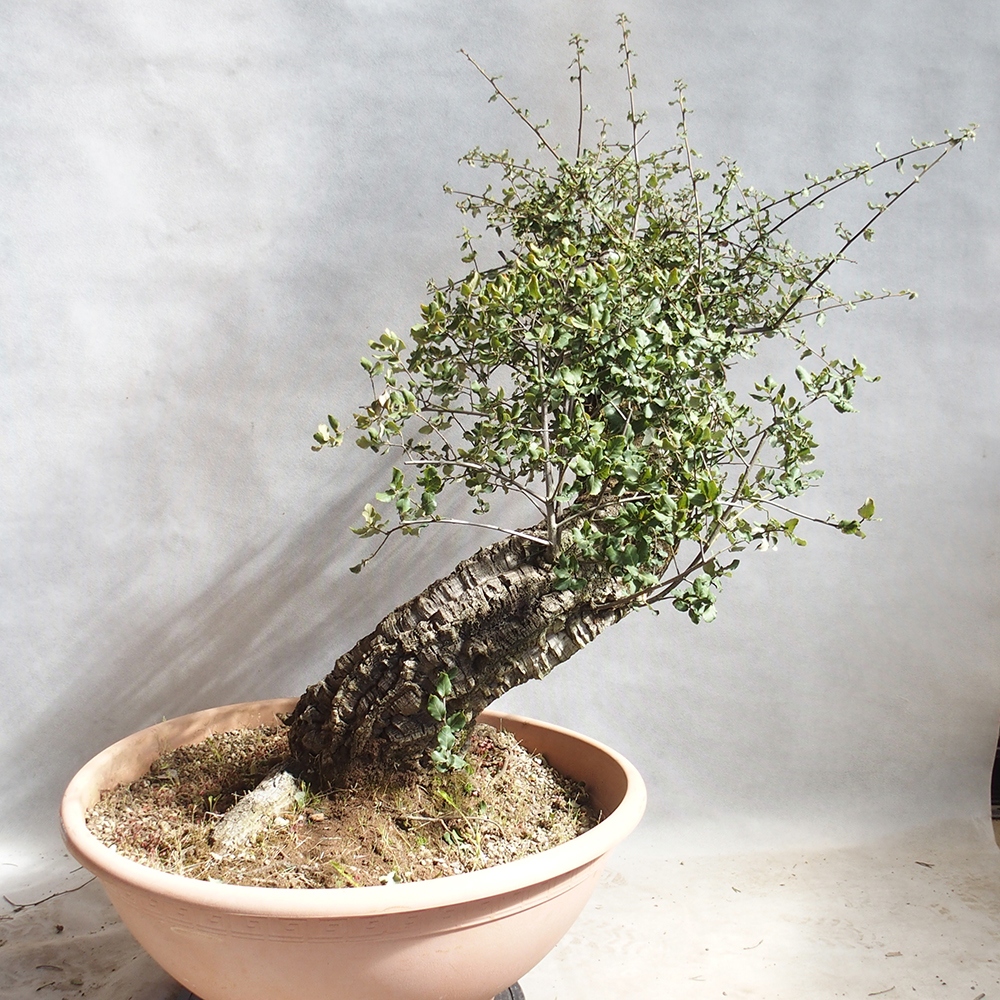 Outdoor-Bonsai Quercus suber - Kork-Eiche