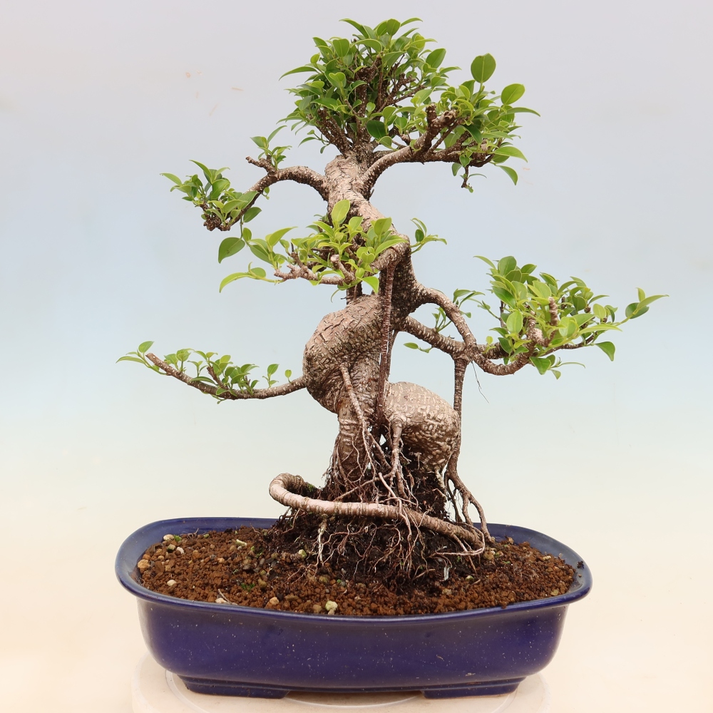 Zimmerbonsai - Ficus kimmen - Kleinblättriger Ficus