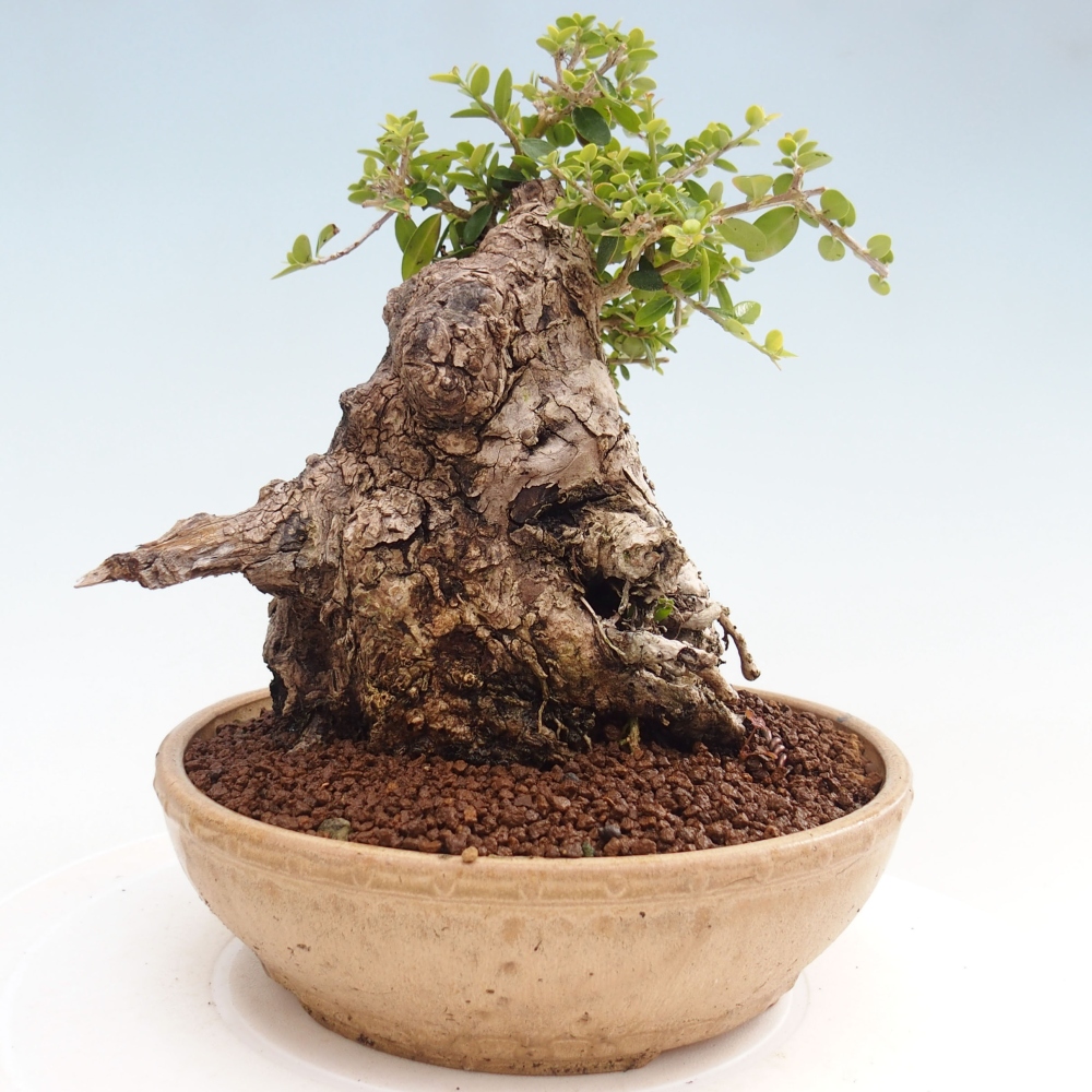 Indoor-Bonsai - Olea europaea sylvestris - Europäisches kleinblättriges Olivenöl