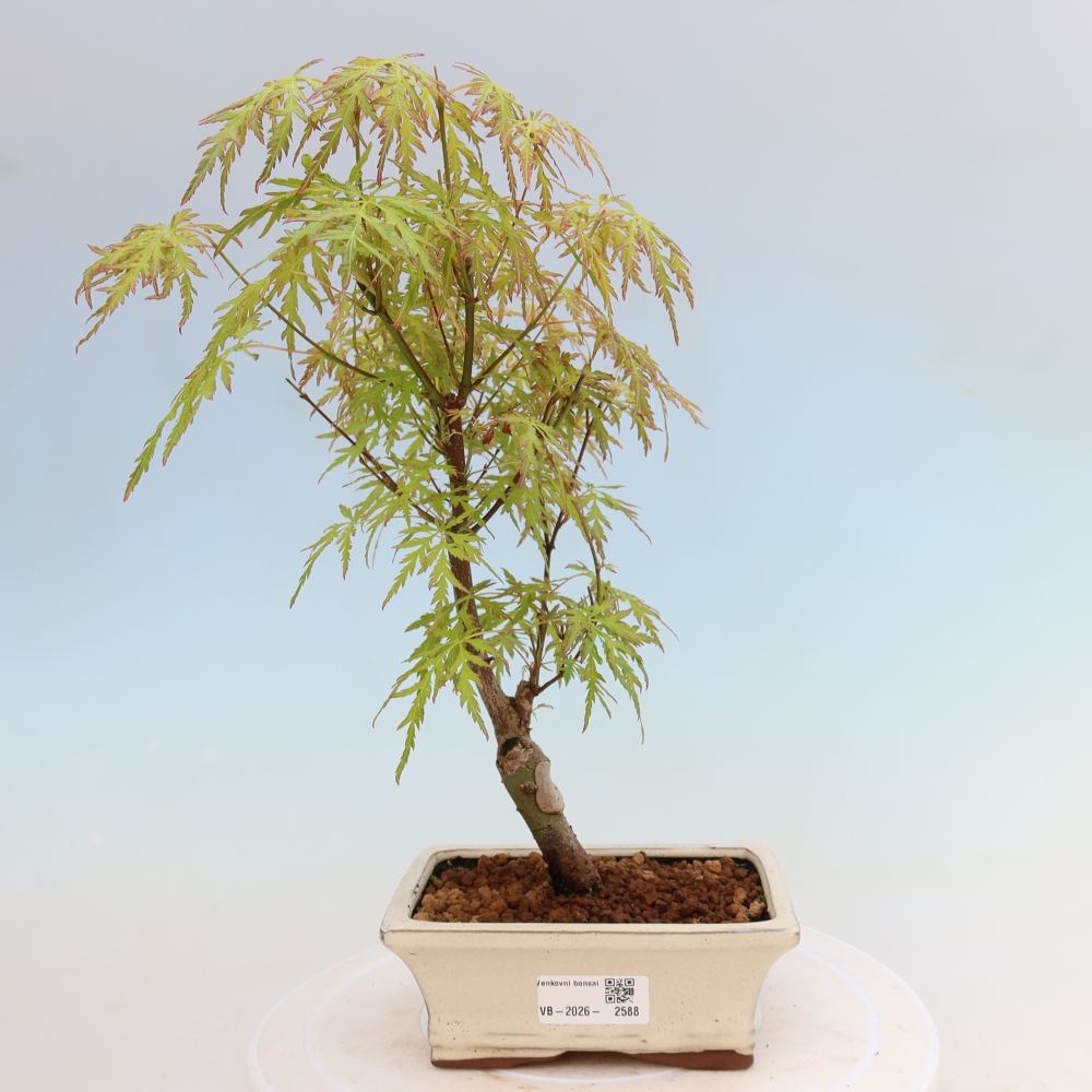 Bonsai für draußen - Acer palmatum Dissectum