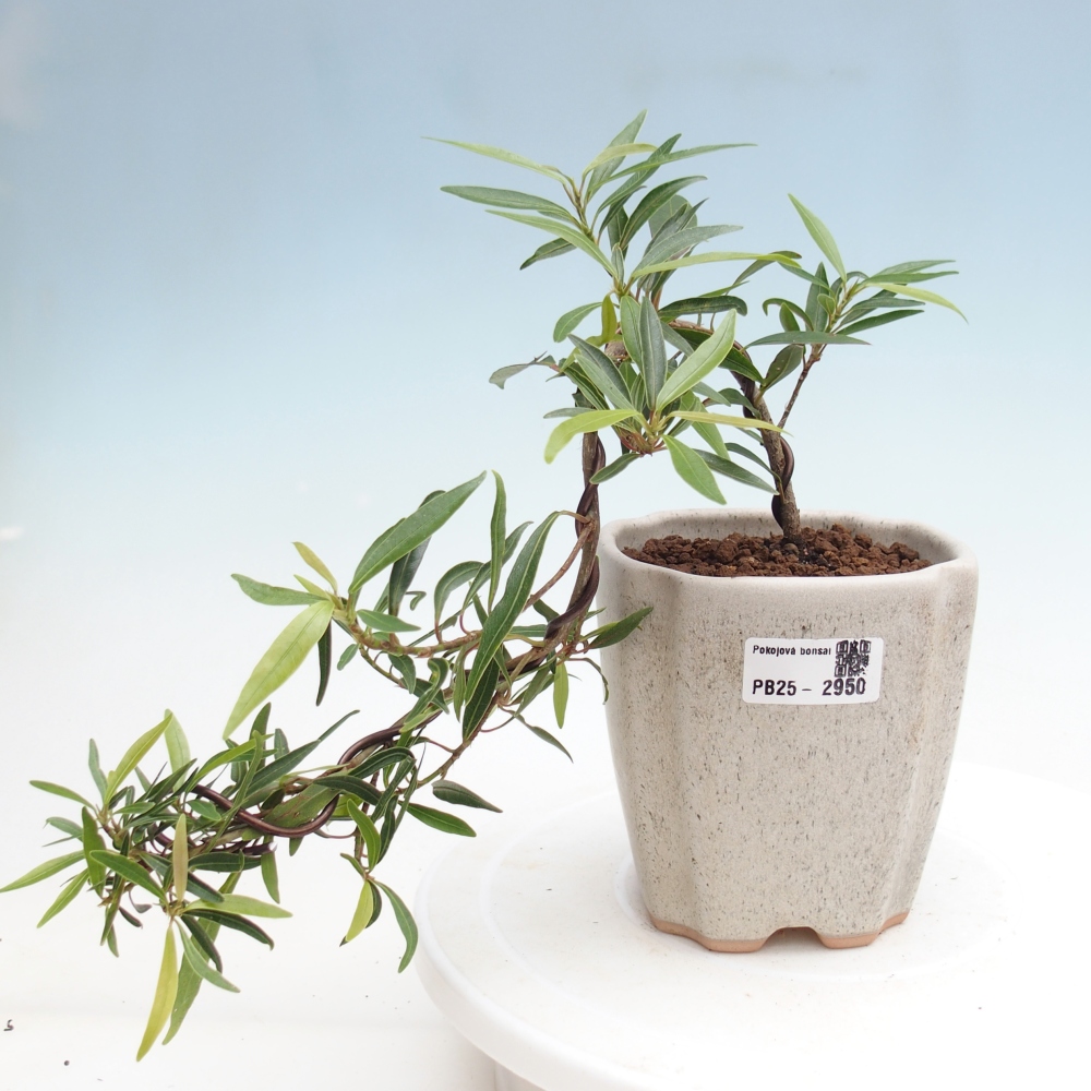 Zimmerbonsai - Ficus nerifolia - kleinblättriger Ficus