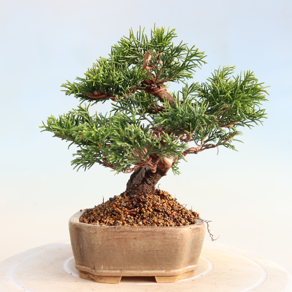 Outdoor bonsai - Juniperus chinensis Itoigawa - Chinese juniper