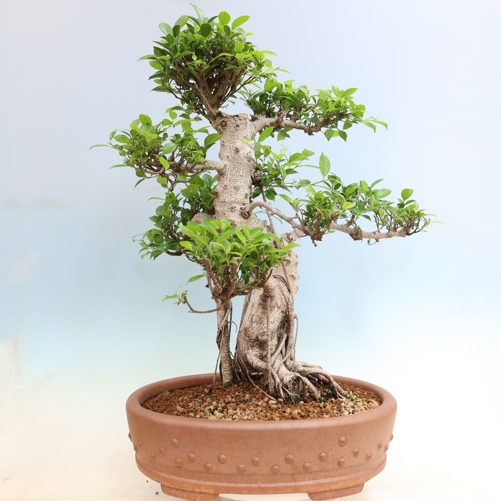Zimmerbonsai - Ficus kimmen - Kleinblättriger Ficus