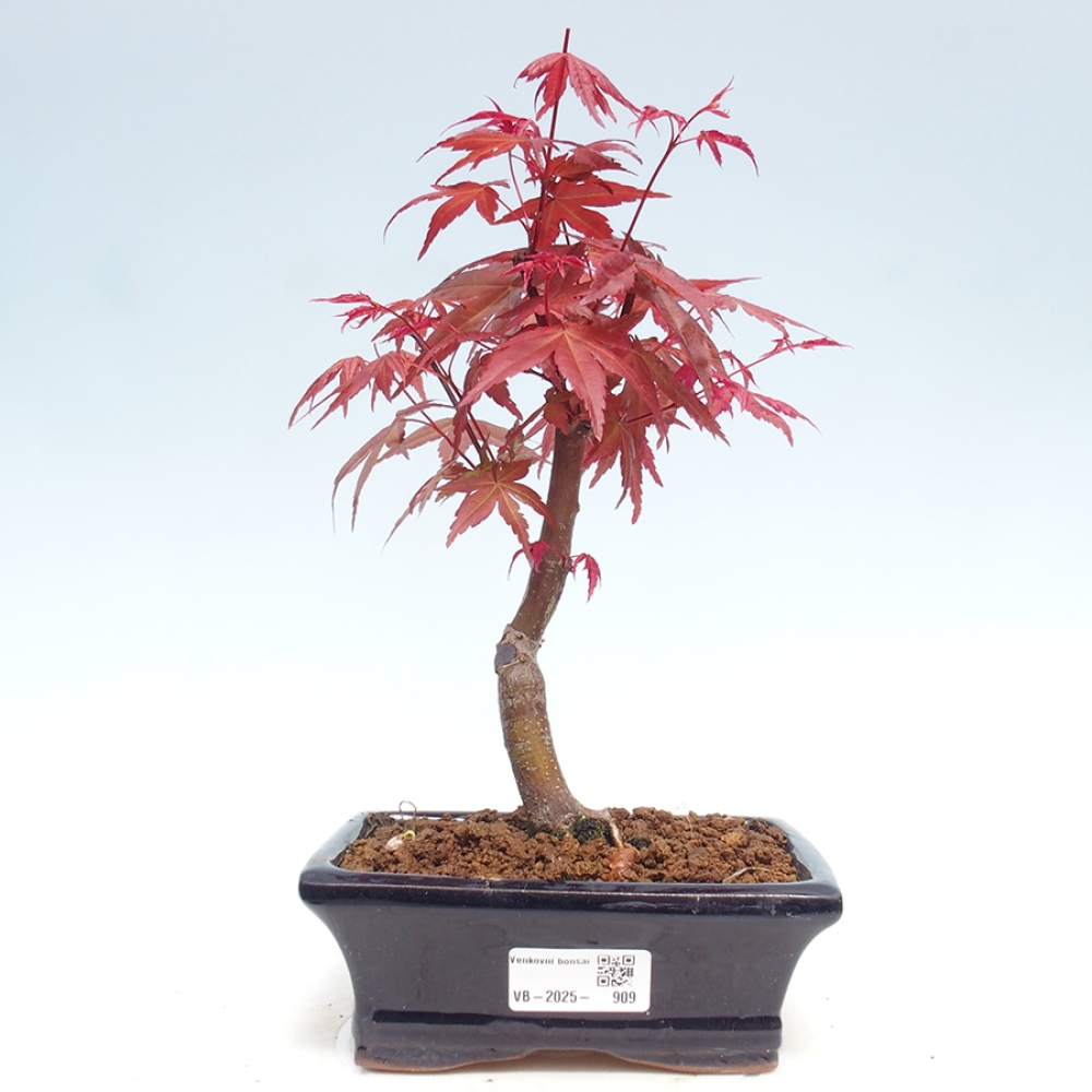 Outdoor bonsai - dlanitolistý klon - Acer palmatum DESHOJO