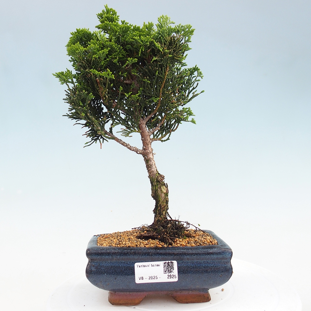 Outdoor-Bonsai - Cham.pis obtusa Nana Gracilis - Zypresse