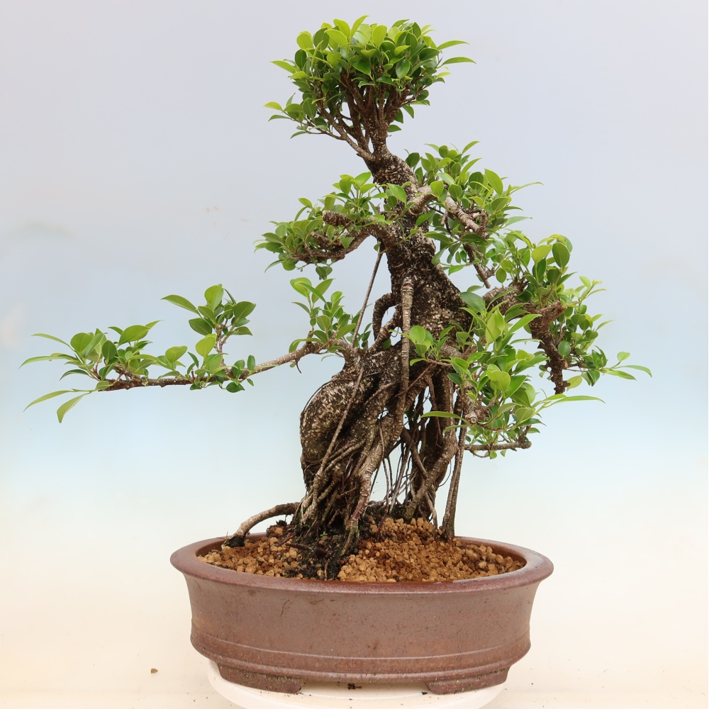 Zimmerbonsai - Ficus kimmen - Kleinblättriger Ficus