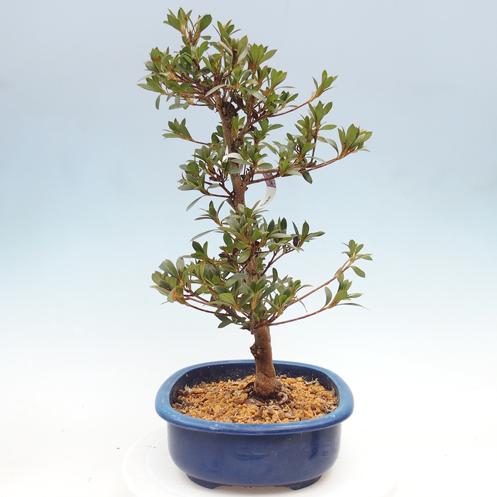 Bonsai für draußen - Japanische Azalee - Azalee Reiko