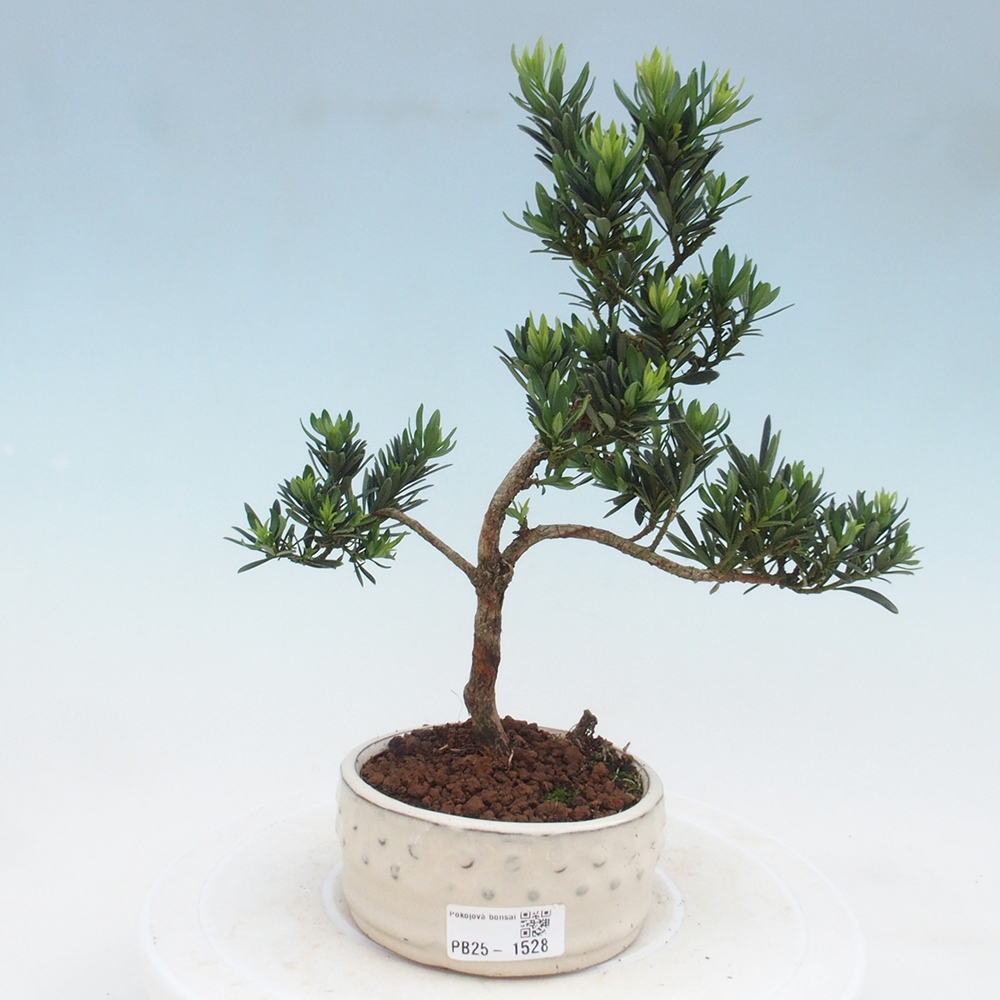 Indoor-Bonsai - Podocarpus - Stein tausend