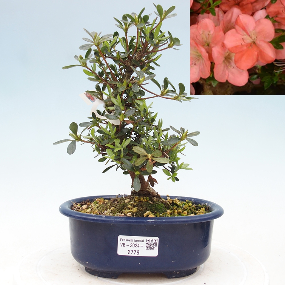Bonsai im Freien - Japanische Azalee - Azalea Asazakura